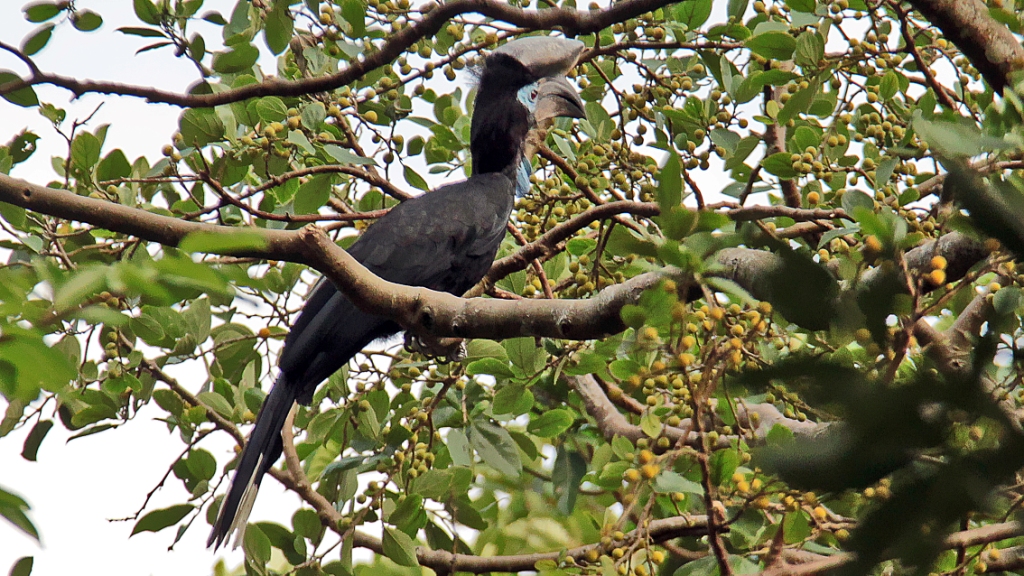 Birds of Semliki forest national park