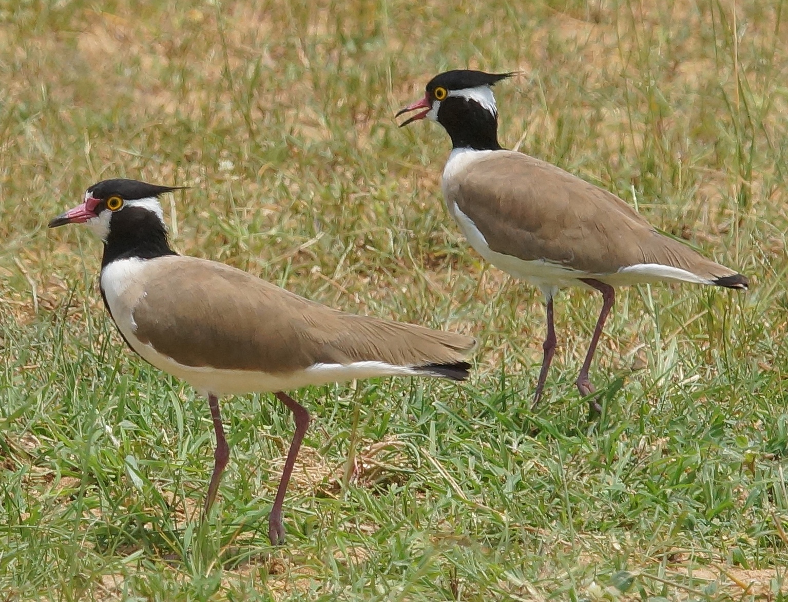 Birding in Murchison falls national park