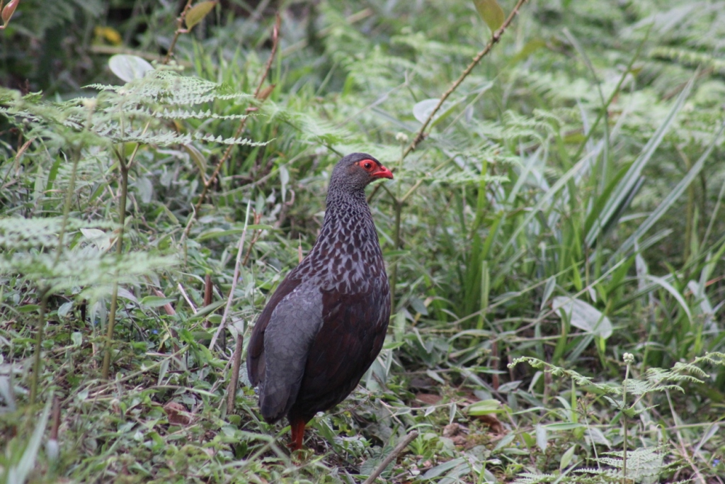 Birding in Bwindi impenetrable forest - Ruhiija