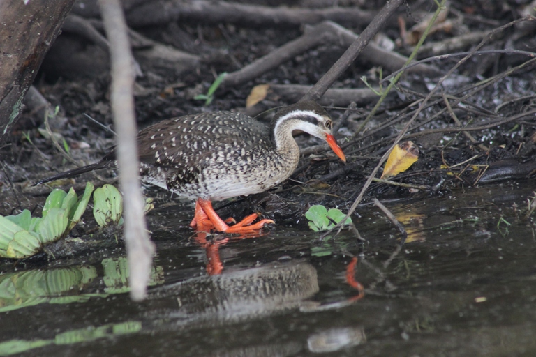 african finfoot along lake mburo 