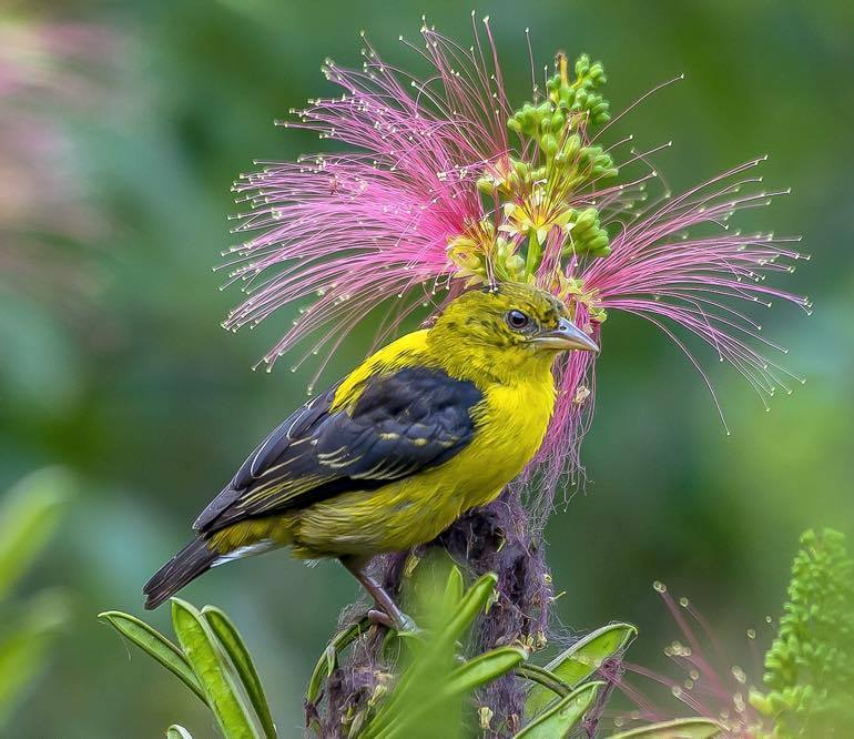 Birding in mgahinga National park