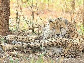 Uganda Eco Tours - Uganda Big Cats