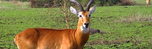 Uganda wildlife trips - Uganda Eco Tours