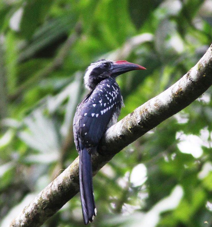 Birds of Semliki Fores National Park