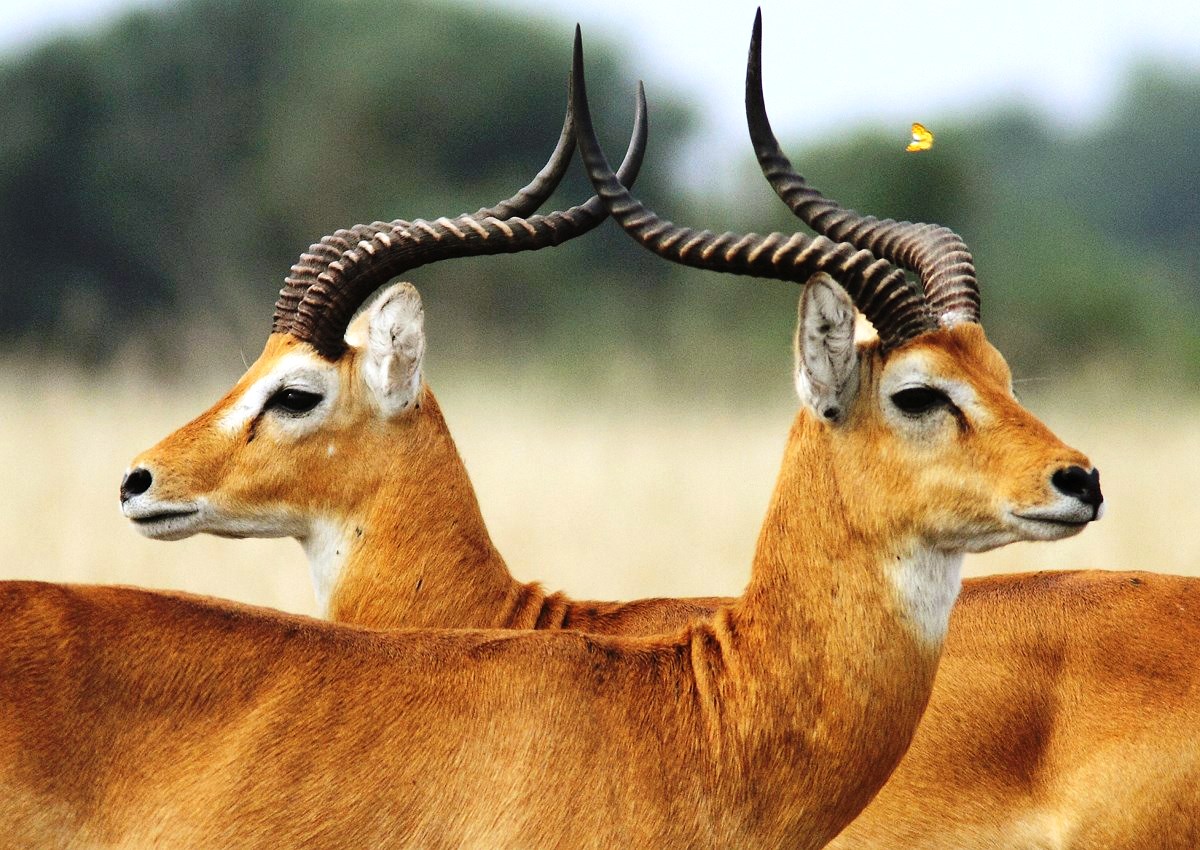 Uganda wildlife at a glance - Uganda Kob